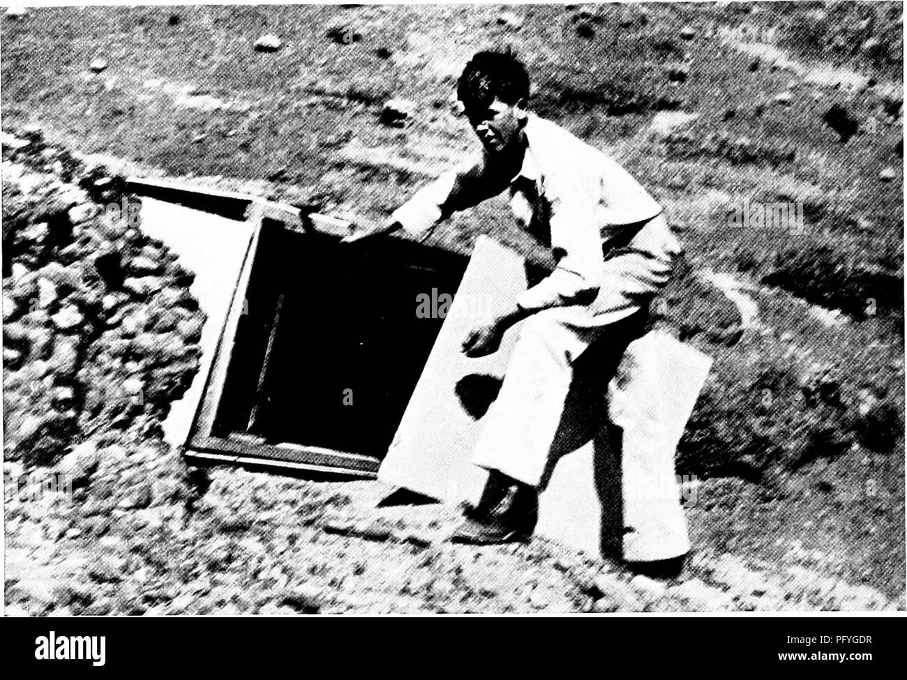 . [Articles about birds from National geographic magazine]. Birds. 626 THE NATIONAL GEOGRAPHIC MAGAZINE. ALMOST READY TO LAUNCH THE PIANO-BOX BLIND On two steel cables it was lowered over the cliff, near the edge of which the author's son is standing. Entering from above by rope ladder, the observer placed his camera on a shelf, lashed down the cover, and awaited the return of the old birds (see illustration, page 625). When the big box first appeared at their very door, the falcons circled suspiciously, but instead of deserting the eggs they finally sailed in to the nest and continued rearing Stock Photo