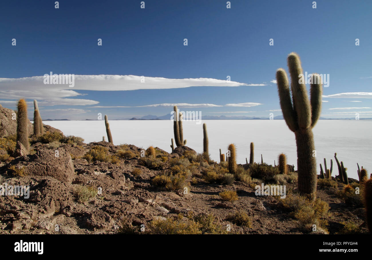 The famous Cactus Island in the middle of the Uyuni salt flats, Bolivia Stock Photo