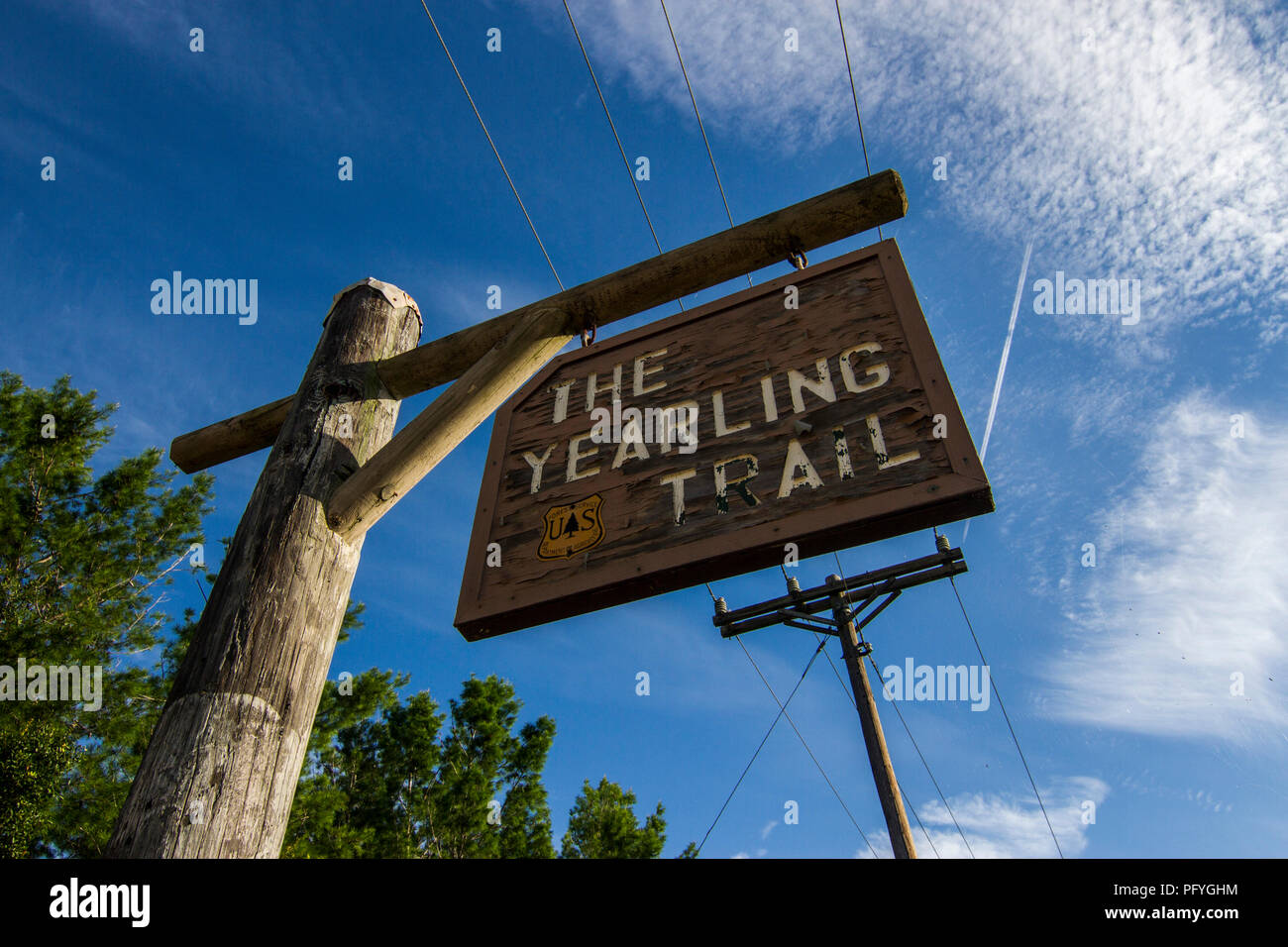 Yearling trail Ocala Stock Photo