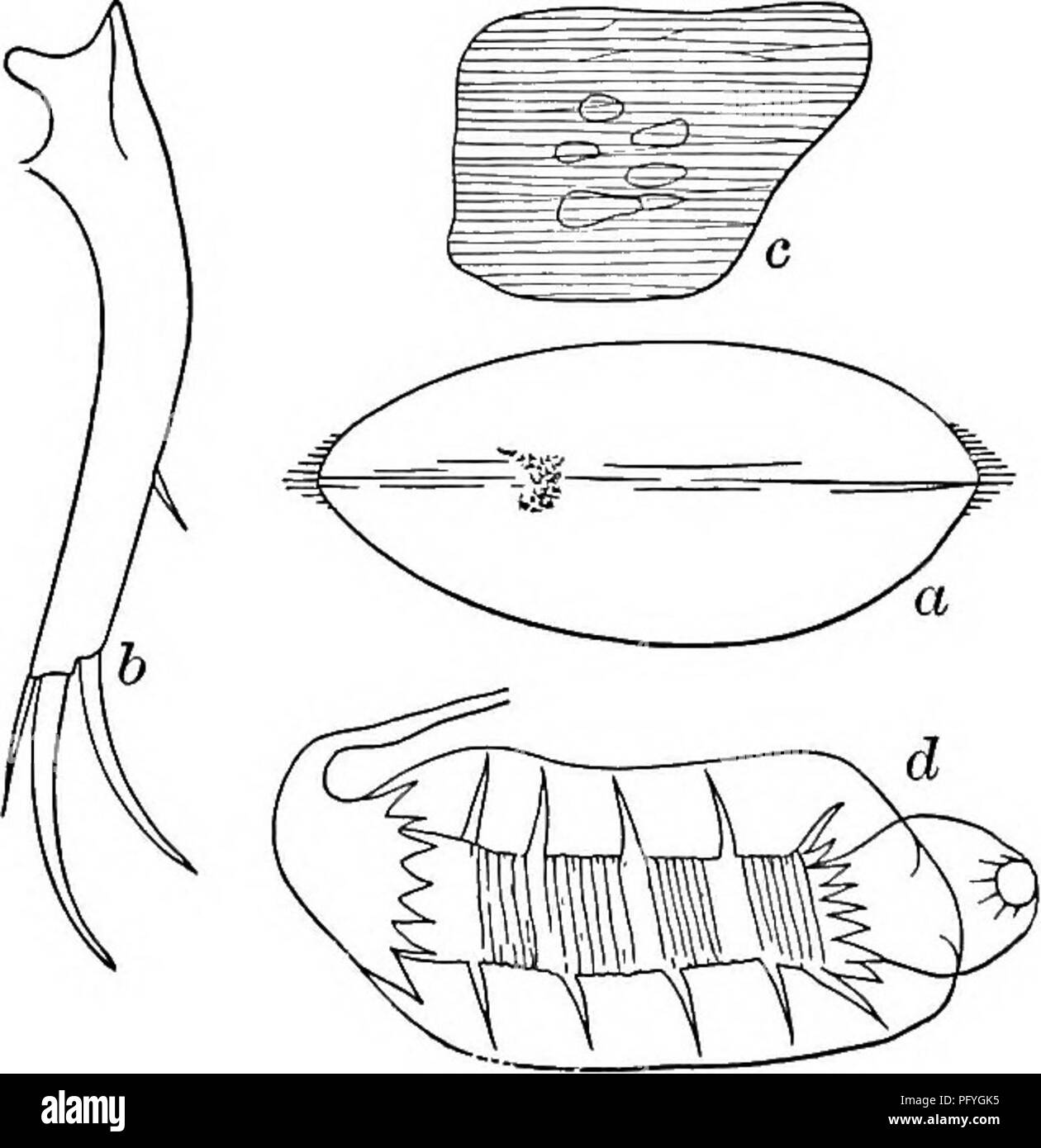 . Fresh-water biology. Freshwater biology. Cypria {Cypria) dmtifera. 83 (84) Shell covered with a close reticulum of longitudinally subparallel lines (Fig. 1283 c). Abdomen without processes. Cypria {Cypria) exsculpta Fischer 1855. Length 0.60 to 0.7s mm., height 0.38 to 0.42 mm., width 0.2s to 0.28 mm. Shell thin, covered with anasto- mosing subparallel lines. Color clear chestnut brown. Common in streams and ponds everywhere. Also com- mon in bottom tows in river chan- nels, lake and river shores. Caudal rami short, stout and much curved; both terminal claws smooth; dorsal setae situated sli Stock Photo