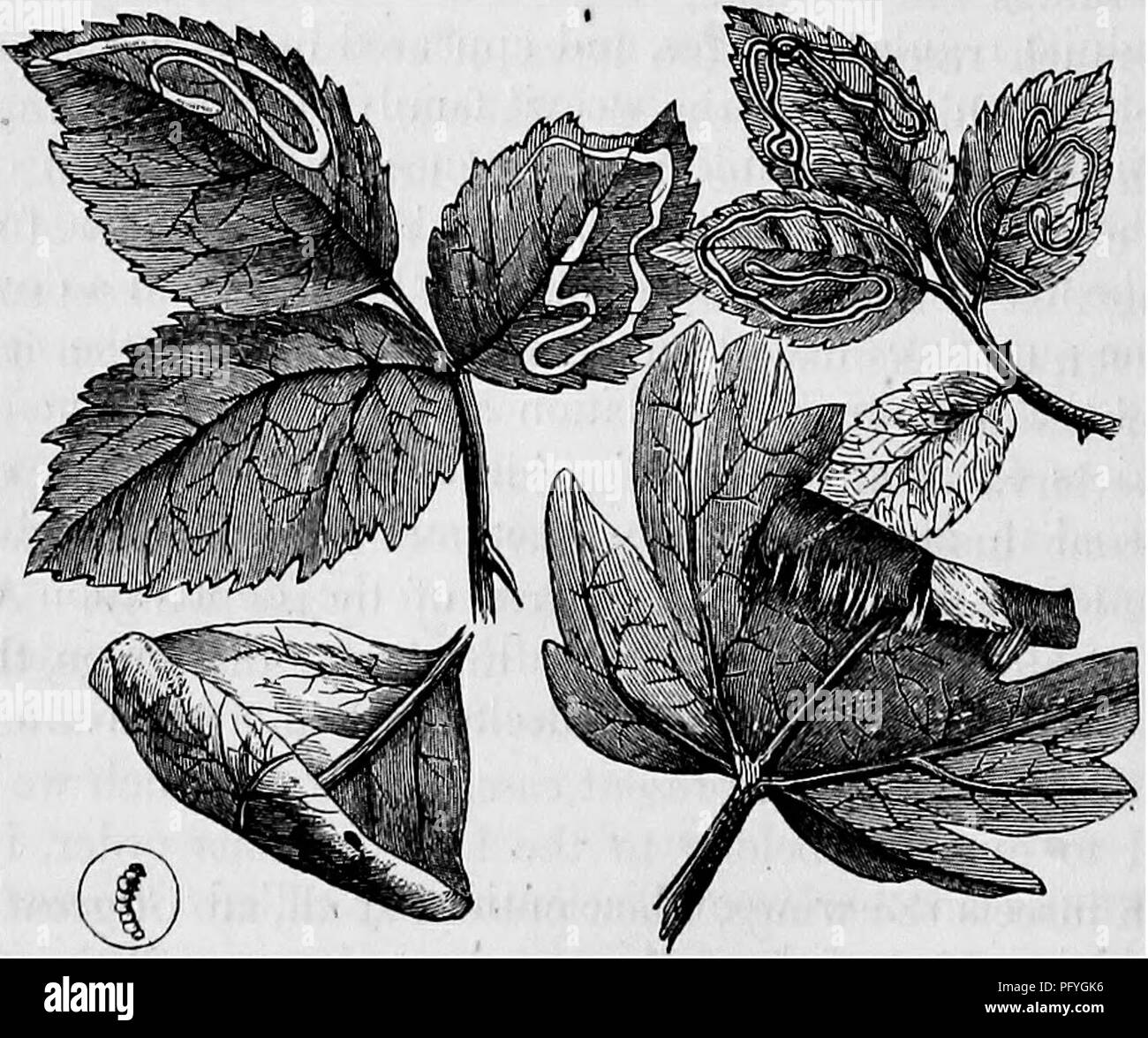 Swollen roots hi-res stock photography and images - Alamy