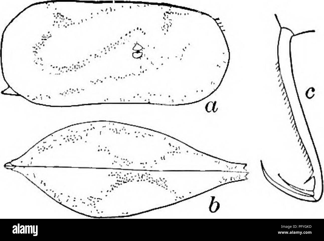 . Fresh-water biology. Freshwater biology. THE OSTRACODA 819 73 (74) Posterior margin of furca pectinate (Fig. 1280 c). Cypris (Paracypris) perelegans Herrick 1887. Length 3.60 mm., height 1.72 mm., width 1.40 mm. Color clear pale yellow, with a sigmoid pattern in clear brown. Seen from above, the shell is acutely wedge-shaped anteriorly. From the side the upper and lower margins are nearly parallel, with a large projecting tooth postero- ventrally. Terminal segment of second leg with two small claws and one seta. Dorsal seta spine-Uke. Weedy ponds. Alabama. Fig. 1280. Cypris (Paracypris) pere Stock Photo