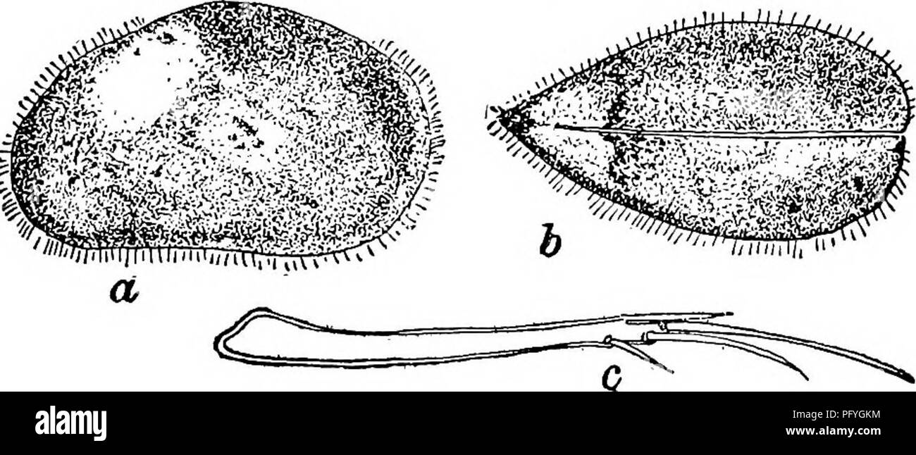 . Fresh-water biology. Freshwater biology. 62 (63) Furca normal, with two spines and two setae (Fig. 1278rf). Subgenus Cypris . 64 63 (62) Furca abnormal, the terminal seta missing (Fig. 1280c). Paracypris New Subgenus . 73 64 (65) Both spines of first maxillary process smooth 66 65 (64) Both spines of first maxillary process toothed (Fig. 1270 e). . 68 66 (67) Shell bluish black, with two yellowish areas in region of eye-spot (Fig. 1275 a). . Cypris {Cypris) virens Jurine 1820. Length 1.70 to 2.00 mm., height 0.90 to i.oo mm. Shell covered with short hairs, and left valve slightly overlapping Stock Photo