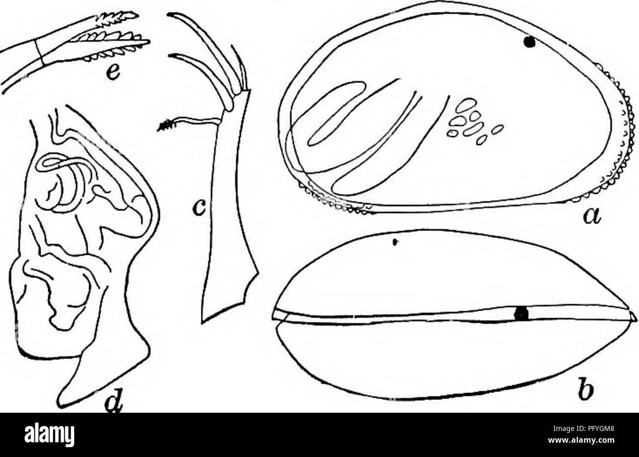 Pigmented shell hi-res stock photography and images - Alamy