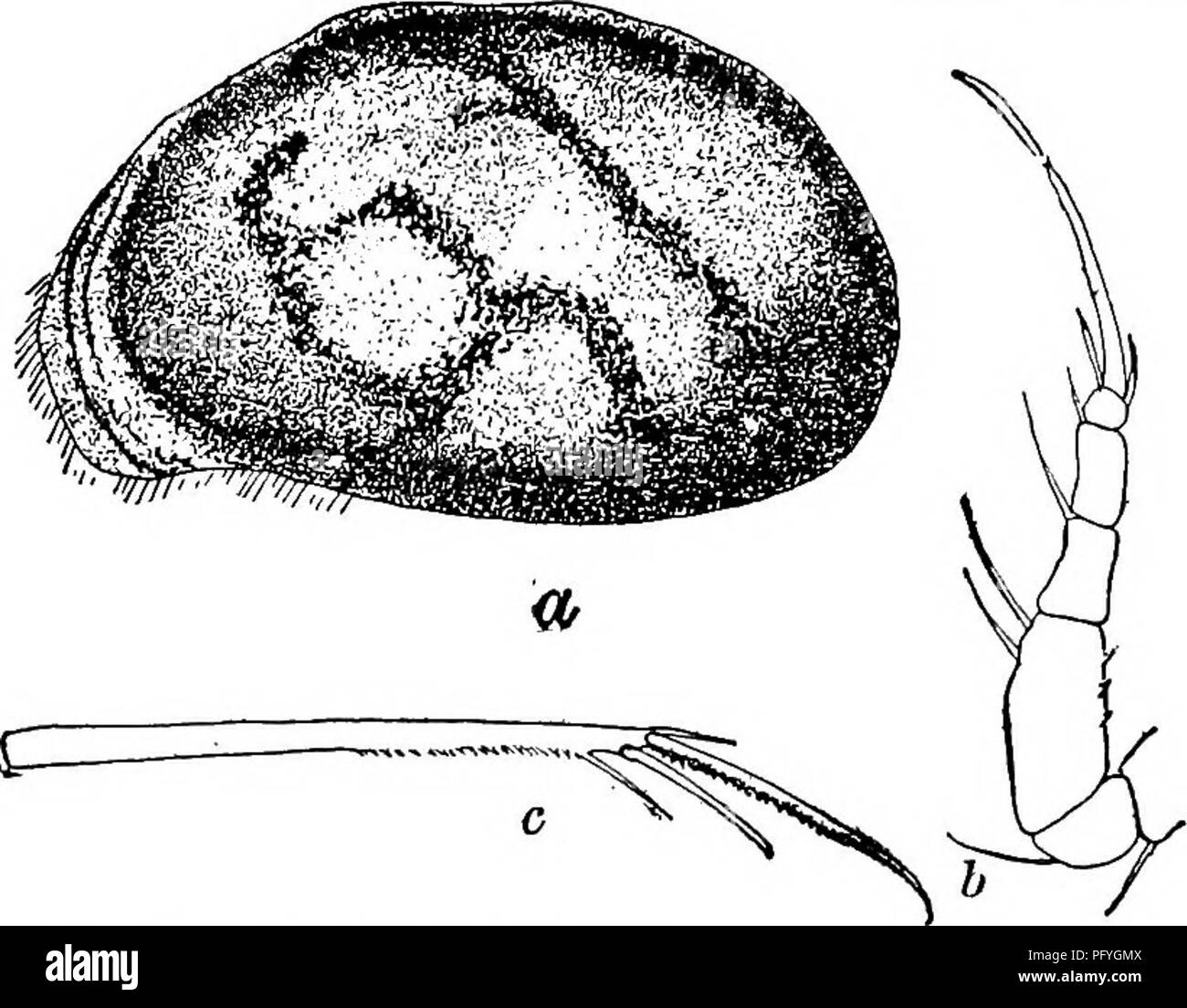 Fresh Water Biology Freshwater Biology 8i2 Fresh Water Biology 37 36 Shell With But Three Such Bands Chlamydotheca Mexicana Shaipe 1903 Length 2 75 Mm Height 1 5s Mm Width I 6o Mm No Males Yet Found