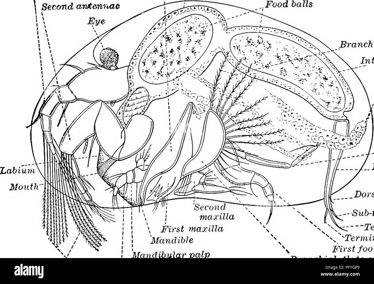. Fresh-water biology. Freshwater biology. 792 FRESH-WATER BIOLOGY forms a thin membrane, reenforced by a pair of vety strong chitinous rods, each expanded into a transverse plate armed at their extremi- ties with a series of about seven strong teeth. Posteriorly the lip joins a sternumlike vaulted plate, carinated along the middle, and placed between the bases of the first pair of maxillae. J'irst antenjujLC  Second antenruie Eye Branchial Plate of Mandible j Stomach ^.Food balls. Branchial eetae Intesivne Ovary Mandibular palp Natatory setae Labrum Second foot Furca Dorsal seta -Sub-termina Stock Photo