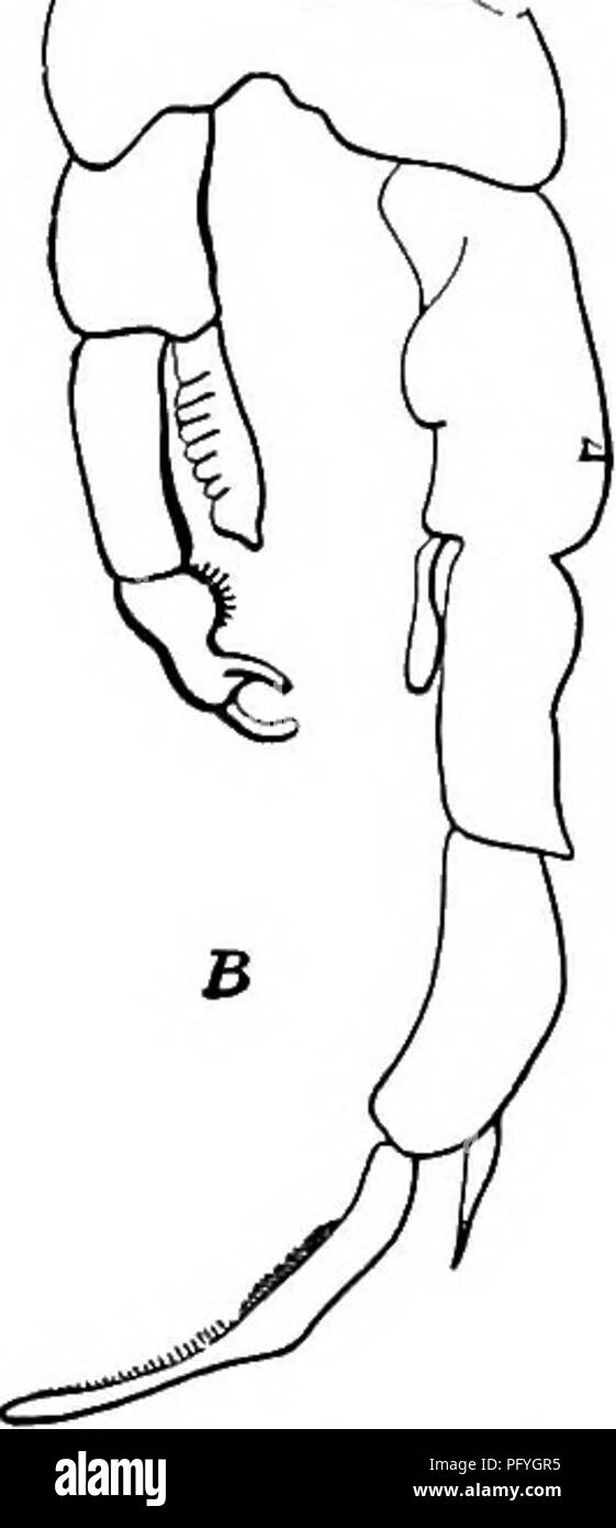 . Fresh-water biology. Freshwater biology. Fig. 1199. Diaptomus stagnalis. B, fifth feet of male. SS (54) I1 male, segments of right fifth foot short and broad, terminal hook long and strongly curved, lateral spine long and straight; in female, dorsal process on fifth cephalothoracic segment, endopodites of fifth feet short and one-segmented. Diaptomus saltillinus Brewer 1898. Found in Nebraska. Length of female, i.j mm. Length of male, 1.25 mm.. Please note that these images are extracted from scanned page images that may have been digitally enhanced for readability - coloration and appearanc Stock Photo