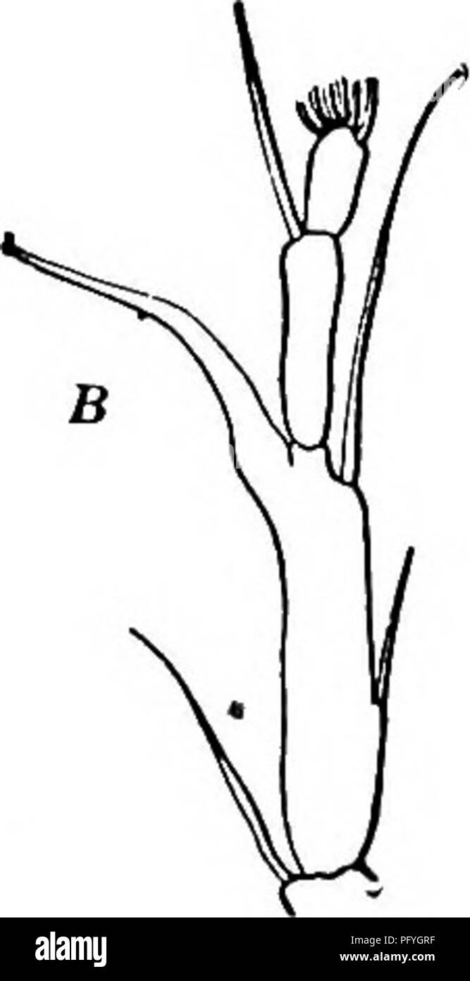 . Fresh-water biology. Freshwater biology. Has been found only in California and Nebraska. Length of female, 4 mm. Length of male, 3.5 mm. Fig. 1194. Diaptomus eiseni, male. A, fifth feet. X 38. B, terminal segments of right antenna. X 133. (Original.). Please note that these images are extracted from scanned page images that may have been digitally enhanced for readability - coloration and appearance of these illustrations may not perfectly resemble the original work.. Ward, Henry Baldwin, 1865-1945; Whipple, George Chandler, 1866-1924. joint author. New York, John Wiley &amp; sons, inc. ; [e Stock Photo