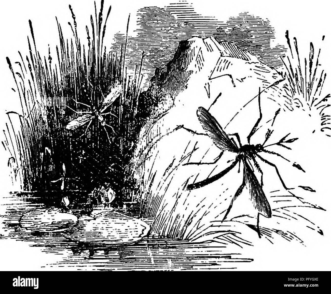 . Illustrated natural history : comprising descriptions of animals ...