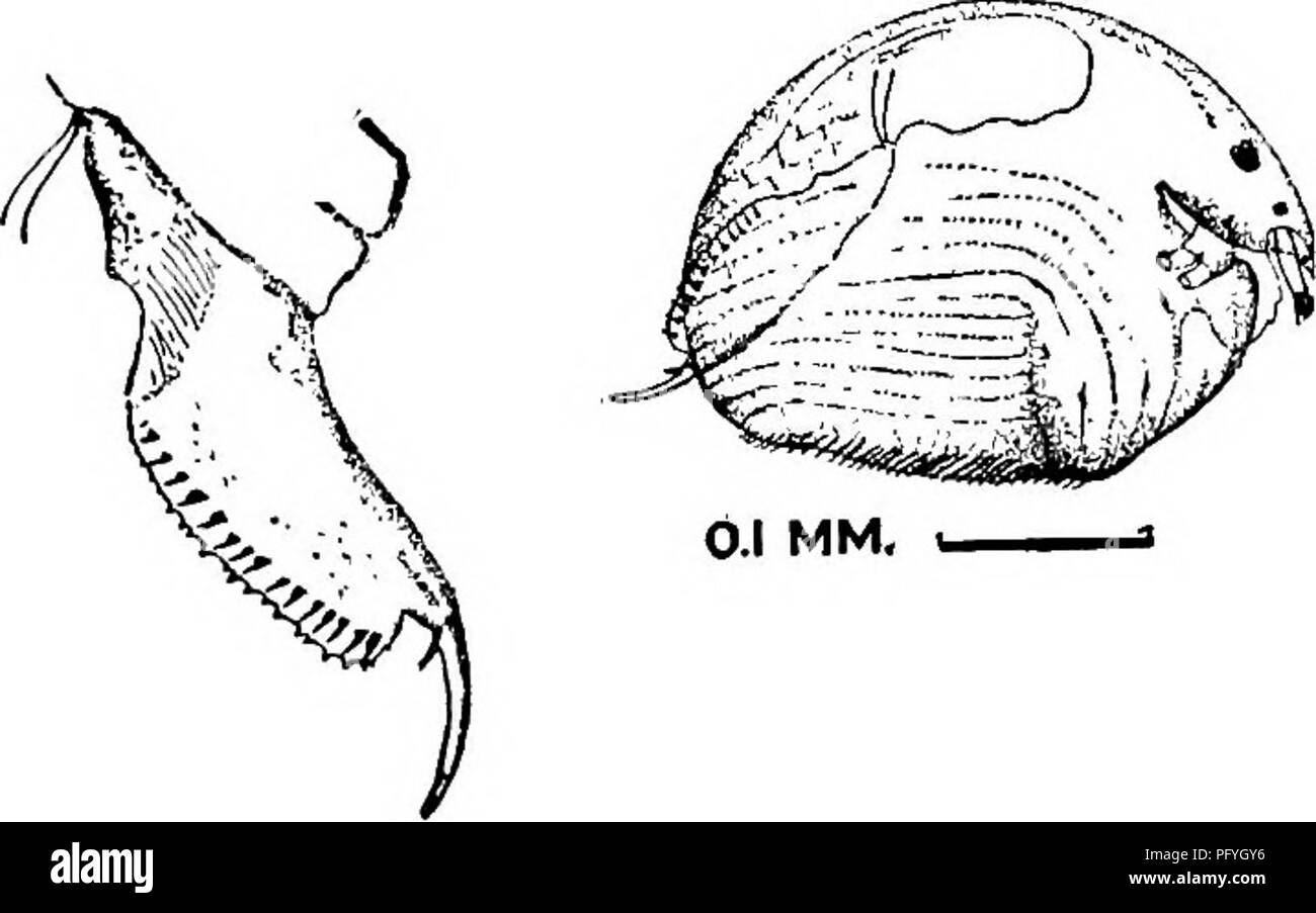 . Fresh-water biology. Freshwater biology. S&gt;.l MM Fig. 1159. w4/0»e//a j£n/;/£ra, with dsveloping epbippium. 234 (231) No infero-posteal teeth; form rotund. Alonella glohulosa Daday 1898. Small; shape oval-rotund; head reaching about to middle of valves. Valves striated; all margins rounded and without teeth. Post-abdomen long, narrow; broadest near anus; about 12 minute marginal denticles and as many slender lateral fascicles. Keel of labrum with 2 notches. Color yellow-brown. Length, $, 0.30-0.4 mm. Lake Charles, Louisiana, among weeds. This species is A. sculpta Sars. Fig. 1160. Alonell Stock Photo
