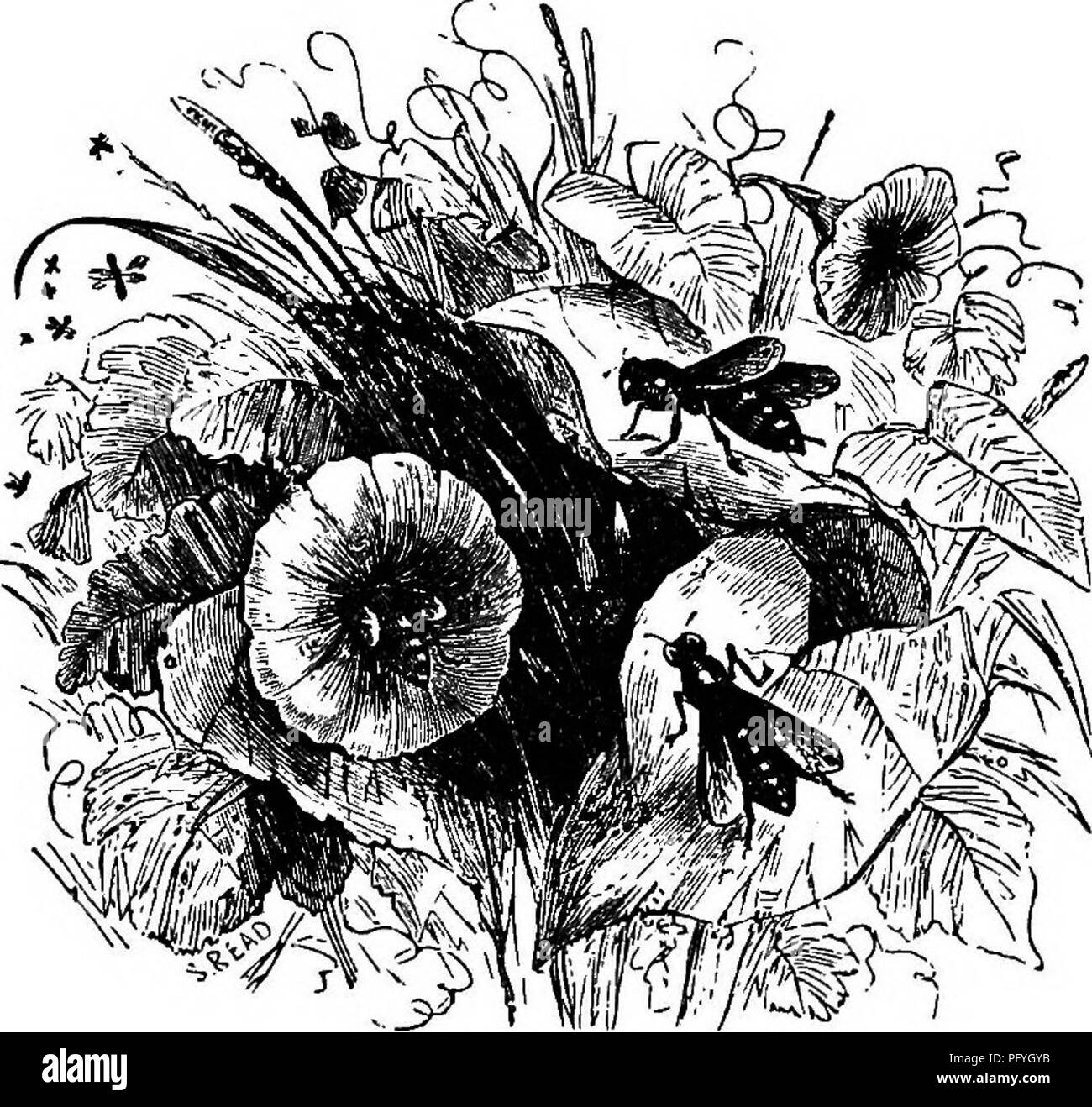 Membrane winged insects Black and White Stock Photos & Images - Alamy