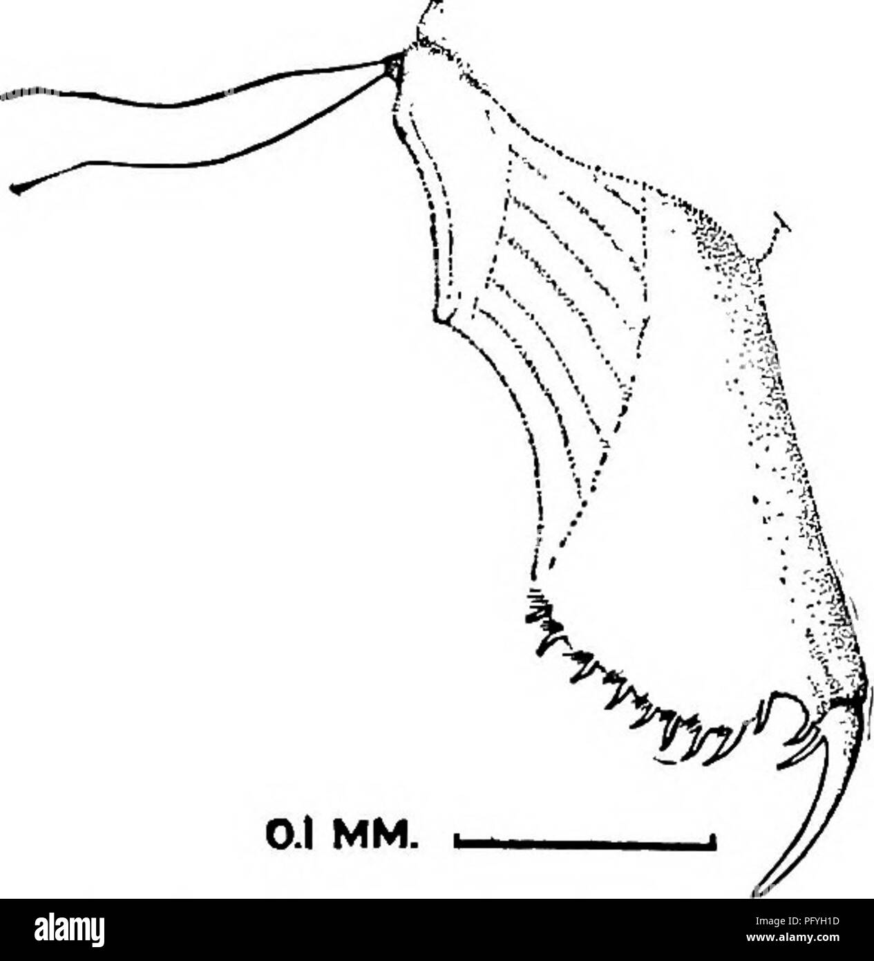 . Fresh-water biology. Freshwater biology. 0.1 MM. Fig. 1145, Pleuroxus aduncus. 203 (186) Claws with i basal spine. . Alonella (most species) . 230 Take up the key at the number indicated where one subgenus is discussed as a unit. 204(172) Body spherical or broadly ellipsoidal 205 205 (208) Well marked or small spine at infero-posteal angle 206 206 (207) Valves conspicuously striated Alonella nana . 242 Turn to the key at the number indicated where the species is discussed. 207 (206) Valves reticulated or not plainly marked. Chydorus barroisi Chydorus hyhridus . 226, 227 Turn to the key at th Stock Photo