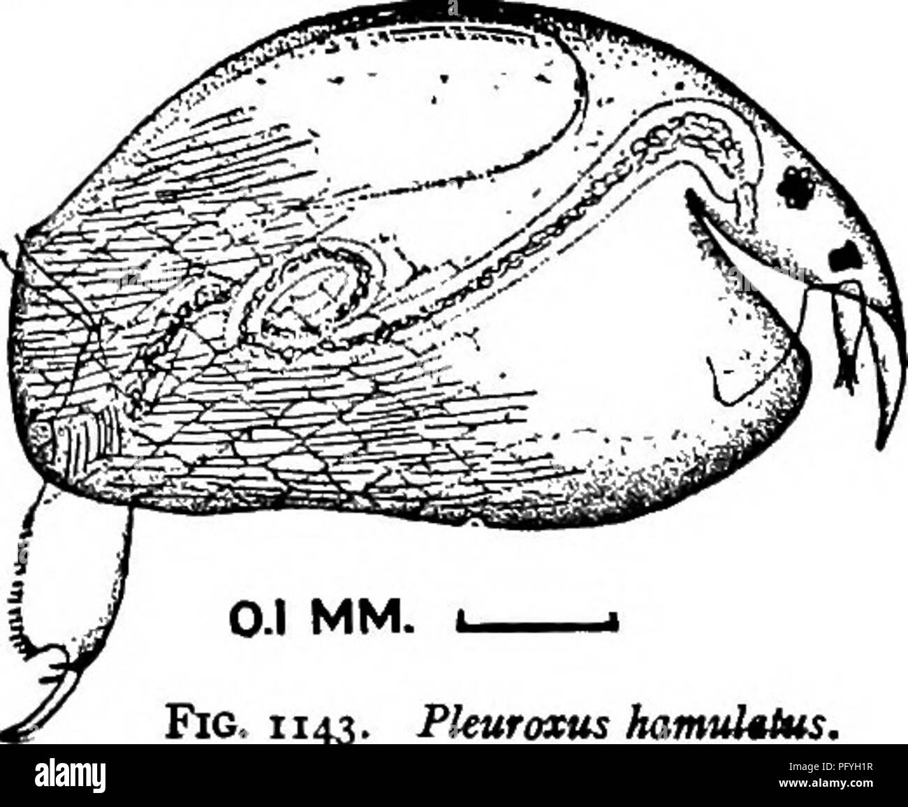 . Fresh-water biology. Freshwater biology. Fig. 1142. Pleuroxus hamulatus. a, first foot; b, post-abdomen.. 0.1 MM. Fig. XI43. Pleuroxus hamulatus. aoo (197) Angle of post-abdomen rounded aoi. Please note that these images are extracted from scanned page images that may have been digitally enhanced for readability - coloration and appearance of these illustrations may not perfectly resemble the original work.. Ward, Henry Baldwin, 1865-1945; Whipple, George Chandler, 1866-1924. joint author. New York, John Wiley &amp; sons, inc. ; [etc. ,etc. ] Stock Photo