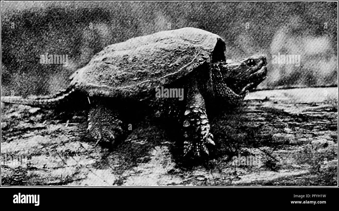 Snapping turtle show hi-res stock photography and images - Alamy