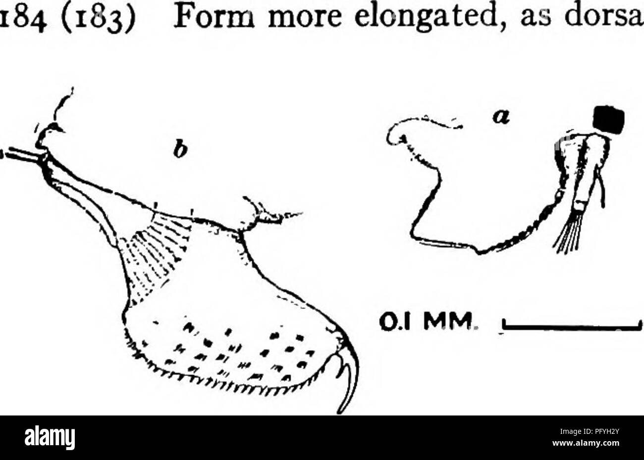 . Fresh-water biology. Freshwater biology. 726 FRESH-WATER BIOLOGY Form more elongated, as dorsal margin is little arched. Dunhevedia serrata Daday 1898, Usually 2 teeth at infero-posteal angle, a very small posterior and a larger anterior one. Keel of labrum serrate in anterior part, smooth be- hind; about 10-12 serrations, pointing backward. $ unknown. Color yel- low. Length, 91 ca. 0.7 mm. Louisiana, Texas; in pools and lakes among weeds; not abundant. Fig. 113s. Dunhevedui serrata. a, labrum; Z&gt;, post-abdomen.. 18s (180) Infero-posteal angle without teeth, or tooth very small; rostrum l Stock Photo