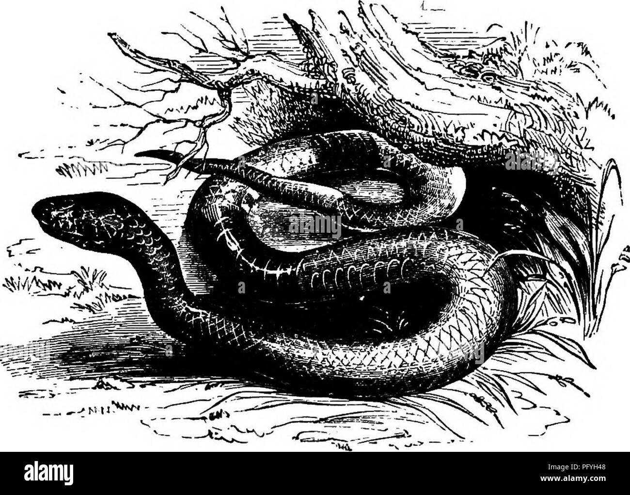 This zoological work provides detailed descriptions and illustrations ...