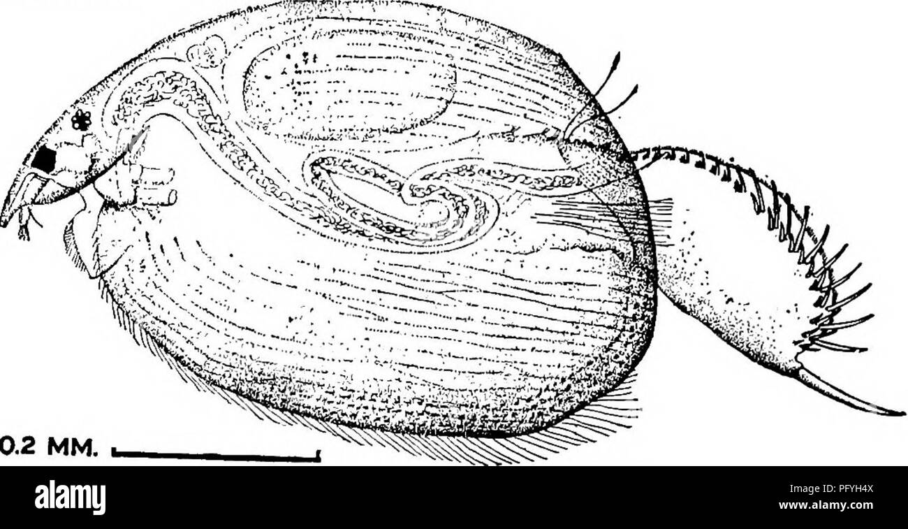 . Fresh-water biology. Freshwater biology. Oxyurella longicaudis (Birge) 1910. Between Alona and Euryalona in form. Valves with concentric marking. About i6 marginal denticles, larger distally; the pe- nultimate much larger, and the ultimate larger still and serrate on concave side. Basal spine stout, attached about one-third way from base of claw. J unknown. Length, 2 ,0.5-0.6 mm. Rather rare among weeds, Lake Charles, La. Fig. 1126. Oxyurella longkaitdis. 143 (140) Post-abdomen not noticeably narrow; distal denticles not conspicu- ously larger. Basal spine small. ^/o«a (most species). 151 Ta Stock Photo