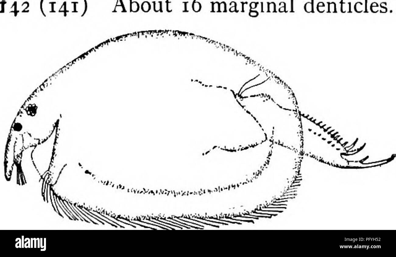 . Fresh-water biology. Freshwater biology. THE WAtfiR FLEAS (CLADOCERA) 721 (141) About 16 marginal denticles.. Oxyurella longicaudis (Birge) 1910. Between Alona and Euryalona in form. Valves with concentric marking. About i6 marginal denticles, larger distally; the pe- nultimate much larger, and the ultimate larger still and serrate on concave side. Basal spine stout, attached about one-third way from base of claw. J unknown. Length, 2 ,0.5-0.6 mm. Rather rare among weeds, Lake Charles, La. Fig. 1126. Oxyurella longkaitdis. 143 (140) Post-abdomen not noticeably narrow; distal denticles not co Stock Photo