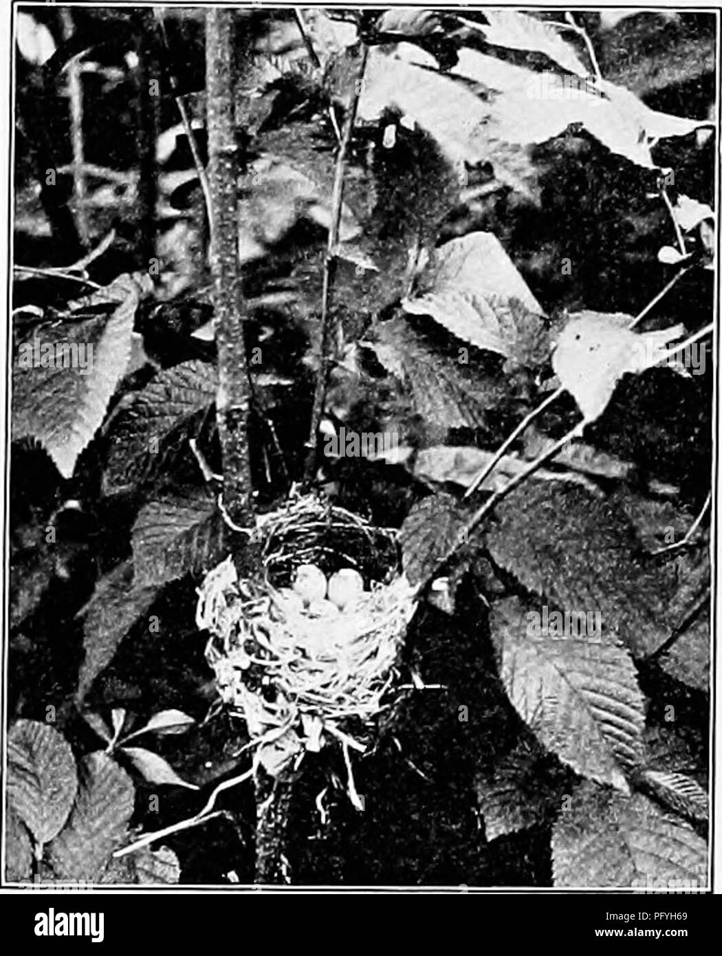 . Photography for the sportsman naturalist. Nature photography; Photography. 146 Photography for the Sportsman Naturalist to keep the mirror moving so that no part of the nest will be,better illuminated than another. So much for the ground builders. The nests placed from one to five feet from the ground are the most satisfactory to work upon. They are easy to get at, generally require but little pre- liminary preparation or arrangement, and they offer, from the nature of their sur- roundings, far better possibilities for fine results than do the ones that are placed either high up in the trees Stock Photo