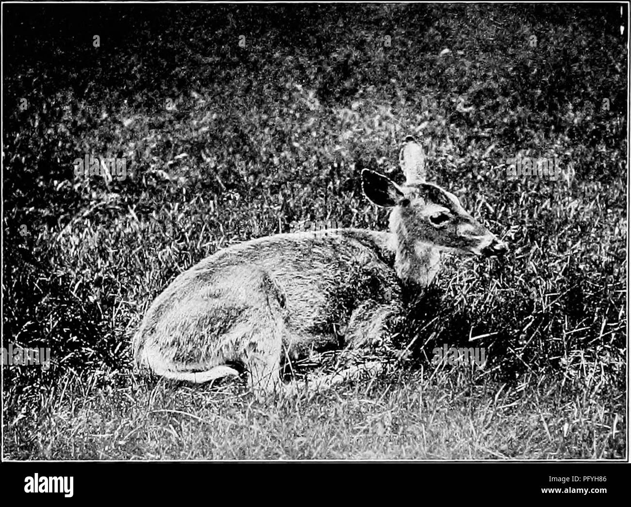 . Photography for the sportsman naturalist. Nature photography; Photography. ii6 Photography for the Sportsman Naturalist One never knows when such opportunities will present themselves, and, if you would obtain pic- tures that you might look in vain to have re- peated, you must always be in readiness for whatever may happen. Some remarkably effective pictures can be. White-tailed Deer. Doe. made of deer at night by means of the &quot; firelight- ing&quot; methods, with which all sportsmen are familiar. This consists in rowing quietly around the edges of some pond frequented by deer and flashi Stock Photo