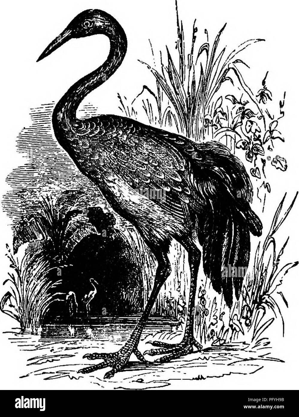 . Illustrated natural history : comprising descriptions of animals, birds, fishes, reptiles, insects, etc., with sketches of their peculiar habits and characteristics . Zoology. -9a V E R T E B » A T E S. rushes, OD aider-bushes, and occasionally on the roofs of detached houses. She generally lays two feggs of a green ash-oolor, spotted with brown. Cranes live chiefly on slugs, worms, frogs, grain, and herbs which grow in the fields, or in marshy situations. In winter they resort in crowds to Egypt and the warmer parts of India, la. 111 ir expeditions they fly exceedingly elevated in the air,  Stock Photo
