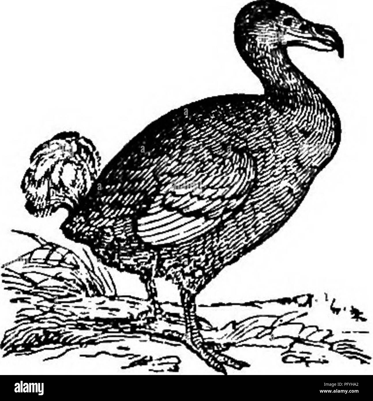 Illustrated natural history : comprising descriptions of animals, birds,  fishes, reptiles, insects, etc., with sketches of their peculiar habits and  characteristics . Zoology. RUN NEKS 289 The voice of the Emu