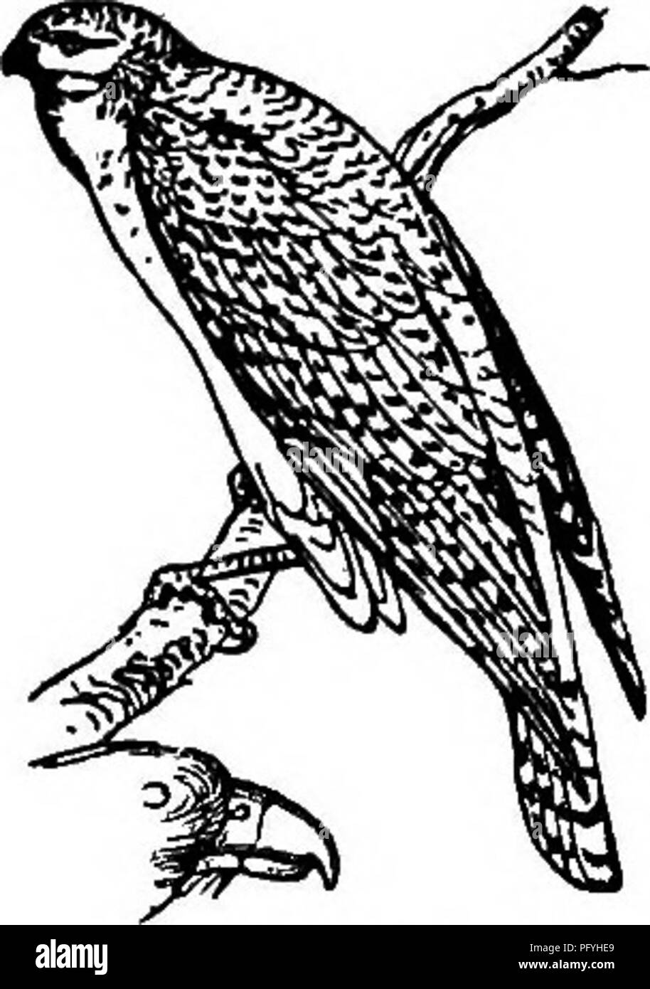 . Illustrated natural history : comprising descriptions of animals, birds, fishes, reptiles, insects, etc., with sketches of their peculiar habits and characteristics . Zoology. The Gyr-Falcon. islands of the Mediterranean Sea. It frequents high and rocky eminences, and about the end of February builds its nest in bold, precipitous clifis. There is hardly a part of the British coasts, where the cliflFs rise to the height of three or four hundred feet, in which falcons are not found scattered in the breeding season, and from which they seldom retire, except as occasional migrants. The Gyr-Falco Stock Photo
