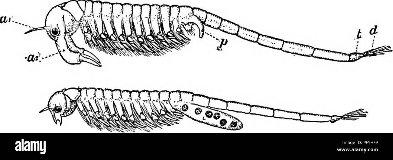 . Fresh-water biology. Freshwater biology. 662 FRESH-WATER BIOLOGY in the position of the eyes. In the Anostraca (Fig. loii) there is no shell-fold and the body, composed of many distinct somites, has an almost worm-like aspect; the Notostraca (Fig. 1012) are also elongated and composed of numerous somites, but are flattened, and their anterior portion is covered dorsally by a broad arched carapace; the bodies of the Conchostraca (Fig. 1013) tend to be laterally com- pressed and are enveloped in a bivalve shell that makes them look hke a small clam. The shell-fold is not attached to the trunk  Stock Photo