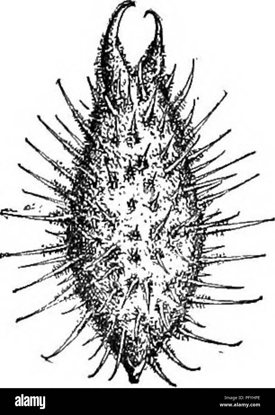 . Gray's new manual of botany. A handbook of the flowering plants and ferns of the central and northeastern United States and adjacent Canada. Botany. 1. X. spiN6snM L. Hoary-pubescent, armed at the axils with triple spines; stems slender; leaves lanceolate or ovate- lauceolate, short-petiolate, white-downy beneath, often 2-3-lobed or -cut; fruit about 1 cm. long, with a single short beak or beakless. â Waste places. Me. to Ont., westw. and southw. (Nat. from Trop. Am.) Fig. 085. 2. X. canadfinse Mill. Leaves broadly ovate, cordate, usually 3-lobed and simply or doubly dentate ; burs gla- brou Stock Photo