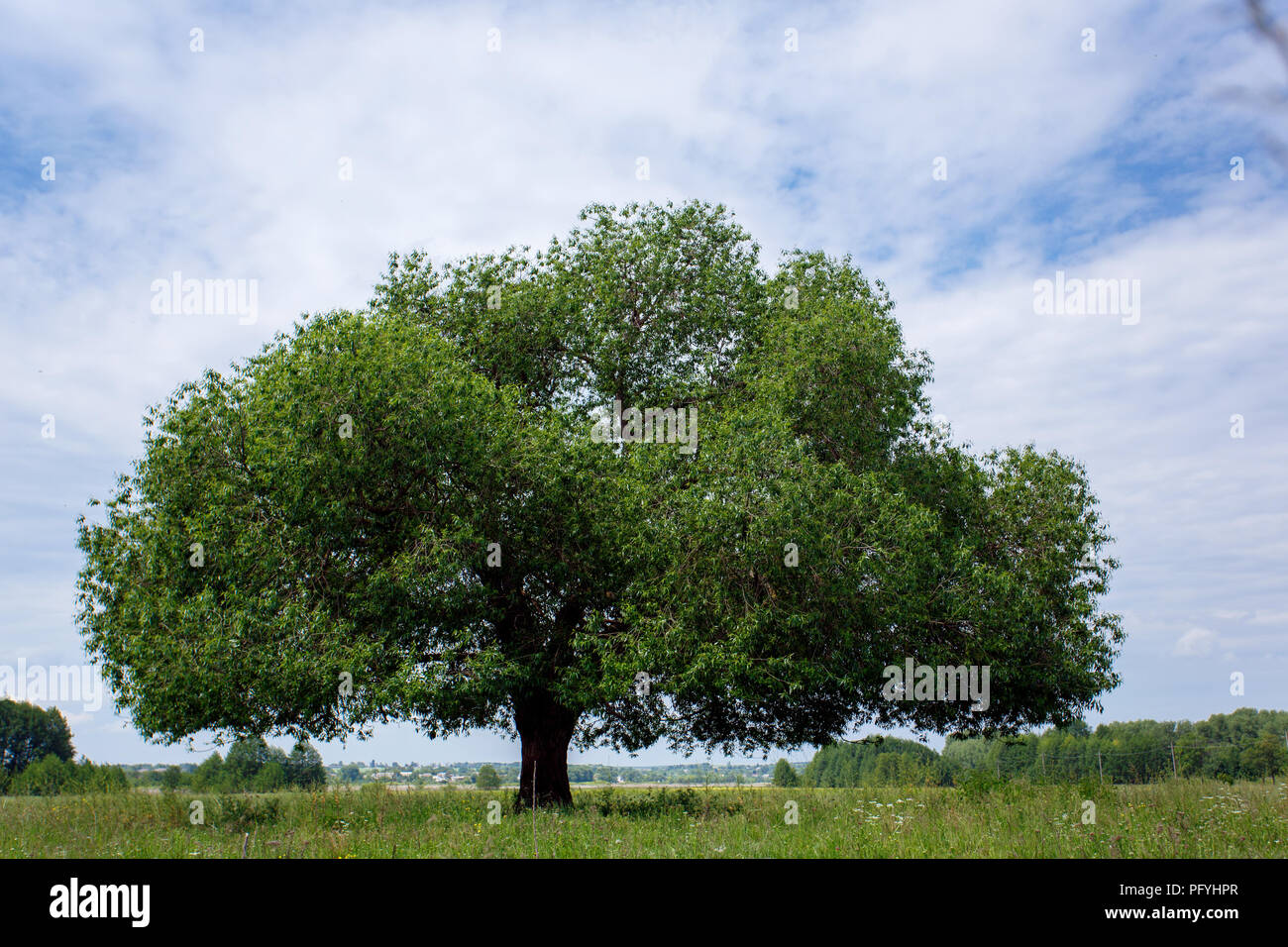 Green tree on tthe sky background Stock Photo