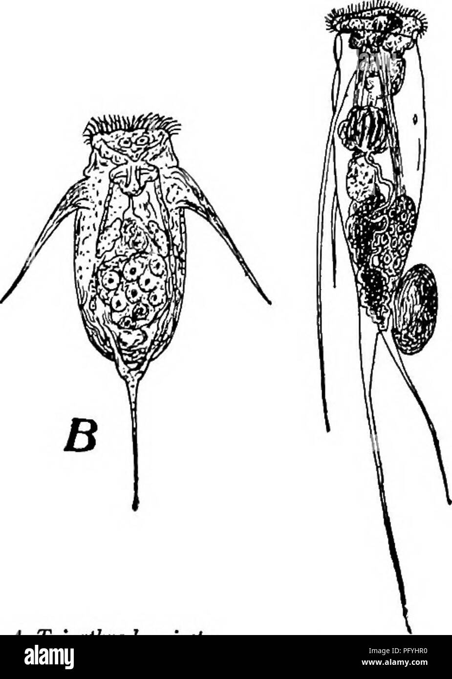 . Fresh-water biology. Freshwater biology. Fig. 943. Pedetes sal- tator Gosse. X ;29o. (After Hudson and Gosse.) Fig. 944. Triarlhm. A, Triarthra longisela Ehr., side view. X 190. (After Weber.) B, Triarthra brachiata Rousselet. X 200. (After Rousselet.). Fig. 94s. Tetra' masttx opoli' ensis Zach. X150. (After Rousselet.). Please note that these images are extracted from scanned page images that may have been digitally enhanced for readability - coloration and appearance of these illustrations may not perfectly resemble the original work.. Ward, Henry Baldwin, 1865-1945; Whipple, George Chandl Stock Photo