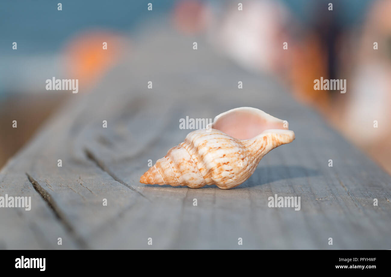 Elongated pointed shells hi-res stock photography and images - Alamy