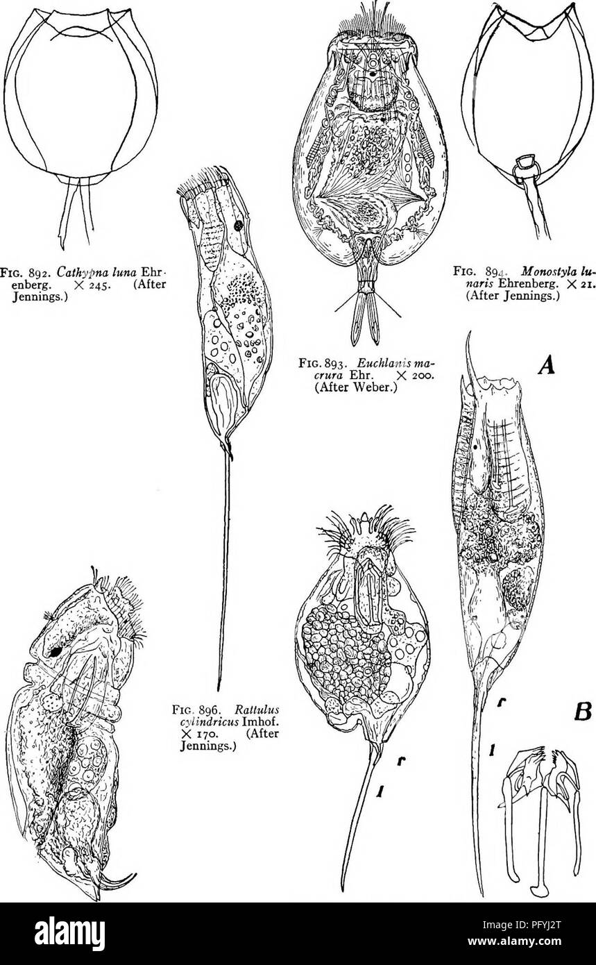 . Fresh-water biology. Freshwater biology. 594 FRESH-WATER BIOLOGY. Fig. 8ps. Diurella sulcata Jennings. X 3S°' (Aftet Dixon-Nuttall.) Fig. 897. Ratltilus latus Jennings, r, right toe; t, left toe. X 22s. (After Jennings.) Fig. 89S. A, Rallulus longiseta Schraak. X 200. B, Troplii of same. (After Jennings.). Please note that these images are extracted from scanned page images that may have been digitally enhanced for readability - coloration and appearance of these illustrations may not perfectly resemble the original work.. Ward, Henry Baldwin, 1865-1945; Whipple, George Chandler, 1866-1924.  Stock Photo
