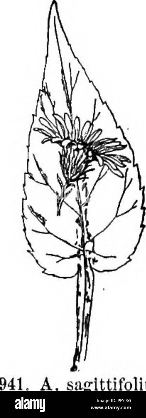 . Gray's new manual of botany. A handbook of the flowering plants and ferns of the central and northeastern United States and adjacent Canada. Botany. A. Shortli. leaves rough, the lower ovate-lanceolate or oblong, heart-shaped, on long ofte hairy petioles; the others lanceolate or linear, sessile, on the branches awl- shaped ; involnore inversely OQnioal. — Copses and prairies, w. N. y. and Ont. to Minn., Mo., and southw. Sept., Oct. — Involucre much as in A. laevis, but smaller and slightly pubescent. Fig. 937. 21. A. Sh6rtii Lindl. Stem slender, spreading, nearly smooth, bearing very numer Stock Photo