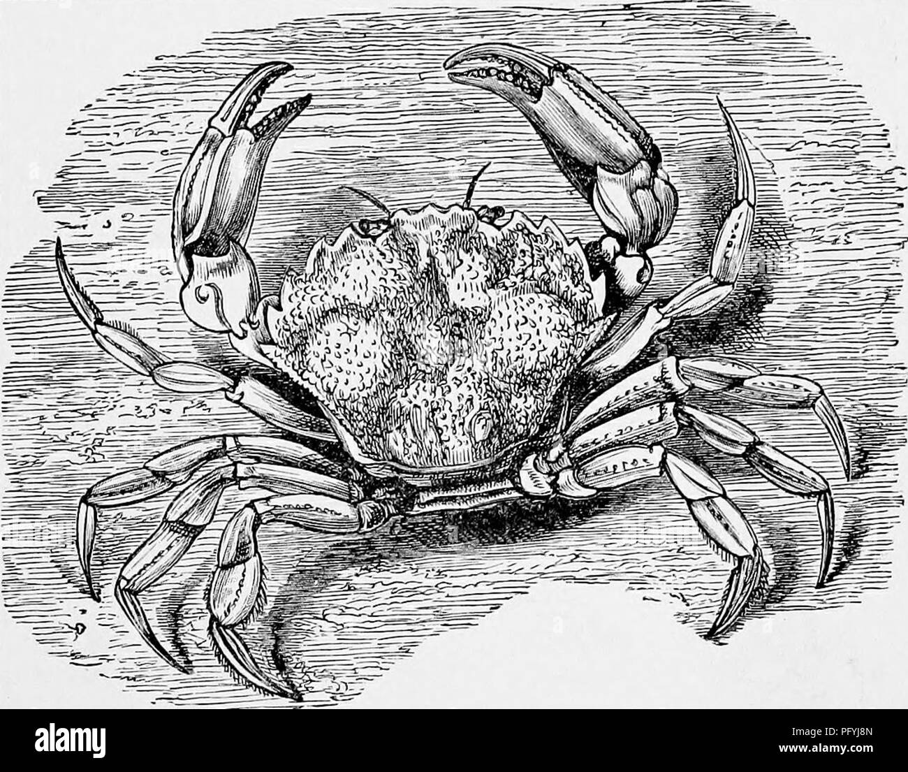 . The popular natural history . Zoology. SWIMMING CRABS. 56S shown in one illustration, while in the other the Spider-crab is shown de- nuded of these appendages. The large family of the Canceridae now comes before us, and is famiharly known through the medium of the common Edible Crab. This is a very common species, being plentiful around our rocky coasts, and generally remaining in the zone just under low-water mark. The fish«r- men catch it in various ways ; but the most usual method, and that by which the greatest number of these crustaceans are captured, is by means of certain baskets, ca Stock Photo