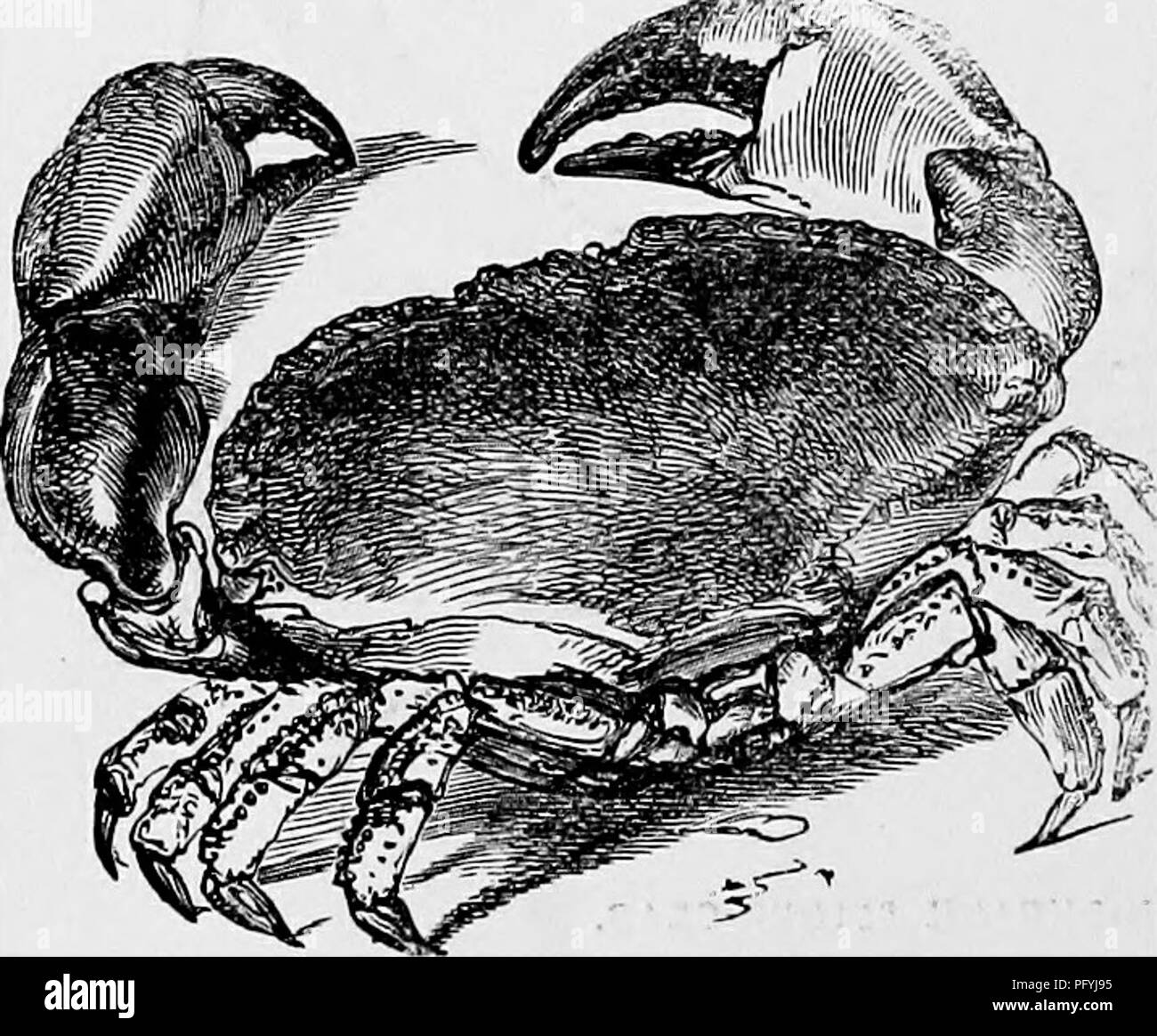 This volume covers the natural history of the edible crab, focusing on ...