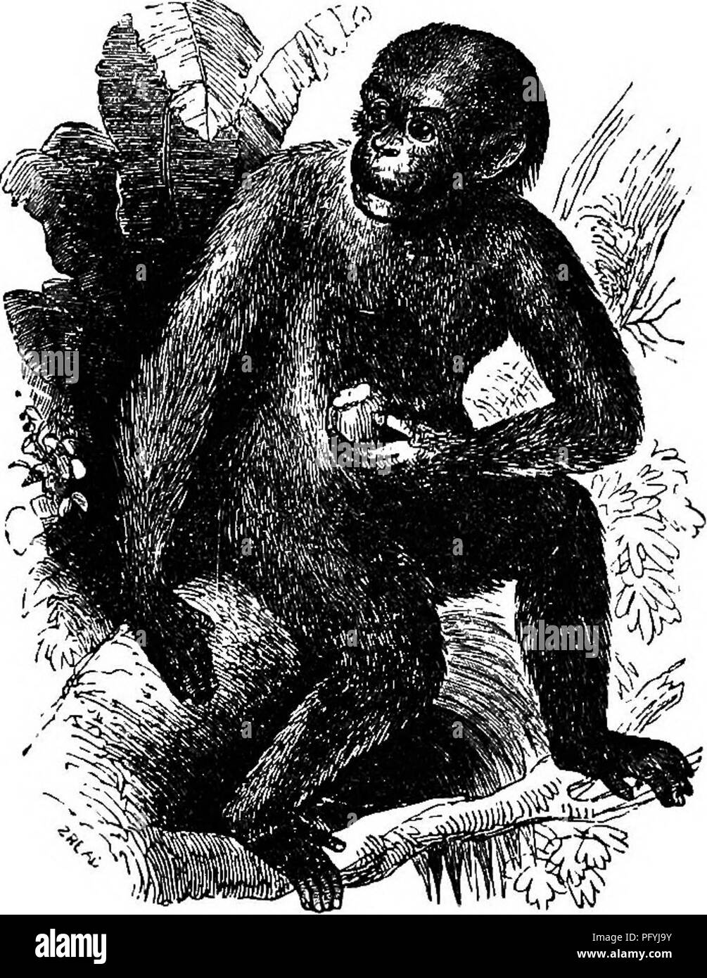 . Illustrated natural history : comprising descriptions of animals, birds, fishes, reptiles, insects, etc., with sketches of their peculiar habits and characteristics . Zoology. APES. 31 stood aghast in a most ludicrously terrified attitude, with its eyus intently fixed on the frightful object. The Chimpanzee is a native of Western Africa, and ia kolerabiy common on the banks of the Gambia and in â Congo. Large bands of these formidable apes congregate together and unite in repelling an invader, which they do with such fury and courage, that even the dread- ed elephant and lion are driven from Stock Photo
