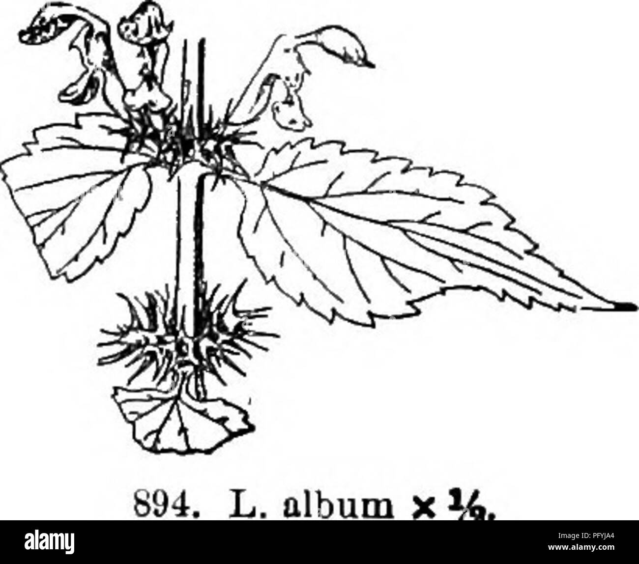 . Gray's new manual of botany. A handbook of the flowering plants and ferns of the central and northeastern United States and adjacent Canada. Botany. 700 LABIATAE (MINT FAMILY &gt; 16. lAmIUM L. Dead Nettle Calyx tubular-bell-shaped, about 5-nerved, with 5 nearly equal awl-pointed teeth. Corolla dilated at the throat; upper lip ovate or oblong, arched, nar- rowed at the base; the middle lobe of the spreading lower lip broad, notched at the apex, contracted as if stalked at the base ; the lateral ones small, at the margin of the throat. — Decumbent herbs, the lowest leaves smaU and long- ' pet Stock Photo