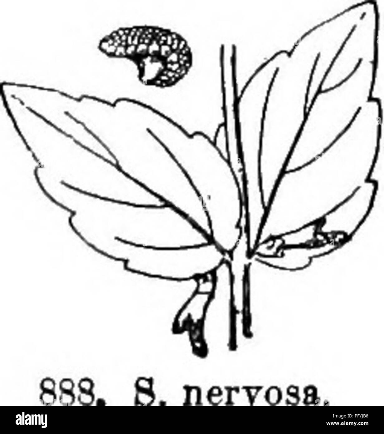 . Gray's new manual of botany. A handbook of the flowering plants and ferns of the central and northeastern United States and adjacent Canada. Botany. 696 LABIATAE (mint FAMILY) t- -^ Flowers 5-10 mm. long; leaves at most 2 cm. long. 11. S. pdrvula Michx. Herbaceous; subterranean stolons monilifo'f m-tuber- iferous; pubescent throughout with spreading often viscid hairs, dwarf (0.8-3 dm. high), branched and spreading ; all but the lower leaves sessile and entire or sparingly toothed, the lowest round-ovate, the others ovate or lance-ovate, slightly heart-shaped ; flowers axillary. (Including v Stock Photo