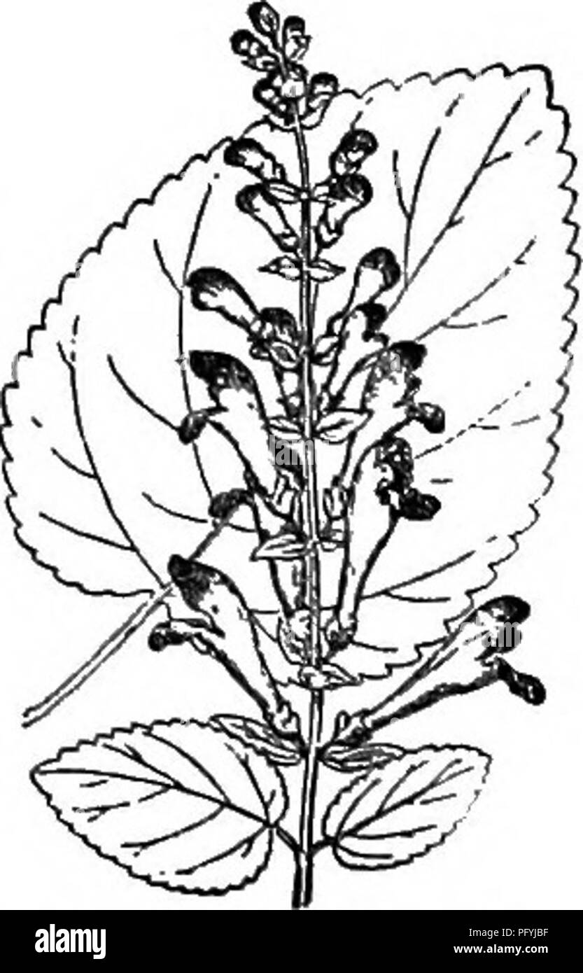 . Gray's new manual of botany. A handbook of the flowering plants and ferns of the central and northeastern United States and adjacent Canada. Botany. ments; anther-cells divergent and at length confluent. — Low annuals, some- what clammy-glandular and balsamic, branched, with entire leaves, and mostly solitary 1-flowered pedicels terminating the branches, becoming lateral by the production of axillary branch- lets, and the flower appearing to be reversed, namely, the short teeth of the calyx upward, etc. Corolla blue, varying to pink, rarely white, small; fl. in summer and autumn. (Name compo Stock Photo