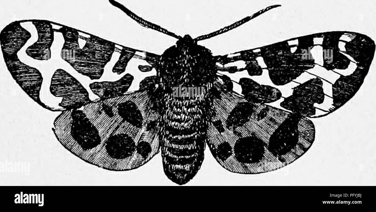 Garden Tiger Moth Black And White Stock Photos Images Alamy
