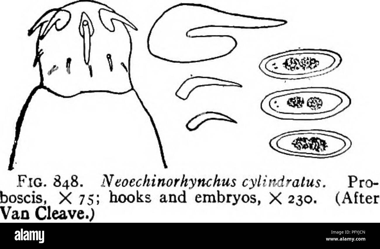 . Fresh-water biology. Freshwater biology. Fig. 847. Neoechinorhynchus tenellus. Proboscis, X 7%; hoolts and embryo, X 230. (After Van Cleave.) Body small, both ends curved strongly ventrad. Posterior two-thirds of body markedly attenuated. Female 3.5 to 13 mm. long, 0.6 mm. in maximtim breadth; males 2 to 8 mm. long, 0.5 mm. broad. Pro- boscis nearly cylindrical, 0.150 mm. long by 0.135 mm. wide. Anterior hooks 90 to no /i long, heavy; middle hooks 38 11 long; basal hooks 27 ix. long. Embryos 37 to 45 by 12 to 16 )Li. Intestine of Esox lucius L. from Lake Marquette near Bemidji, Minnesota. 8  Stock Photo