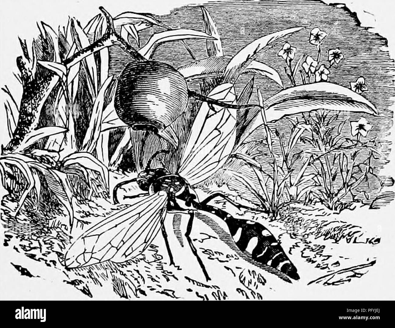 Workman Insect This entry on wasps from a natural history guide explains the role of ...