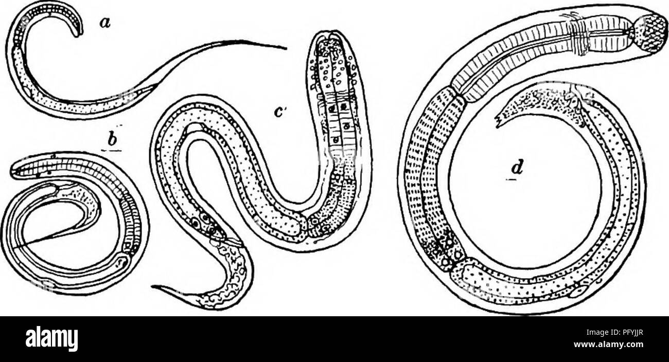 . Fresh-water biology. Freshwater biology. Si8 FRESH-WATER BIOLOGY The female is viviparous and produces myriads of young. The larva at birth (Fig. 814, a) has an awl-shaped tail equal to one-third the total length; no trace of the adult lips are seen; the esophagus is simple, as also the intestine, and a single cell is the only trace of genital organs present. A boring spine lies dorsal to the mouth.. Fig. 814. Development of CamaUanus lacustris; a, youngest stage of larva; b, second stage from body cavity of Cyclops; c, at end of second stage showing jaws forming; d, third stage with larval  Stock Photo