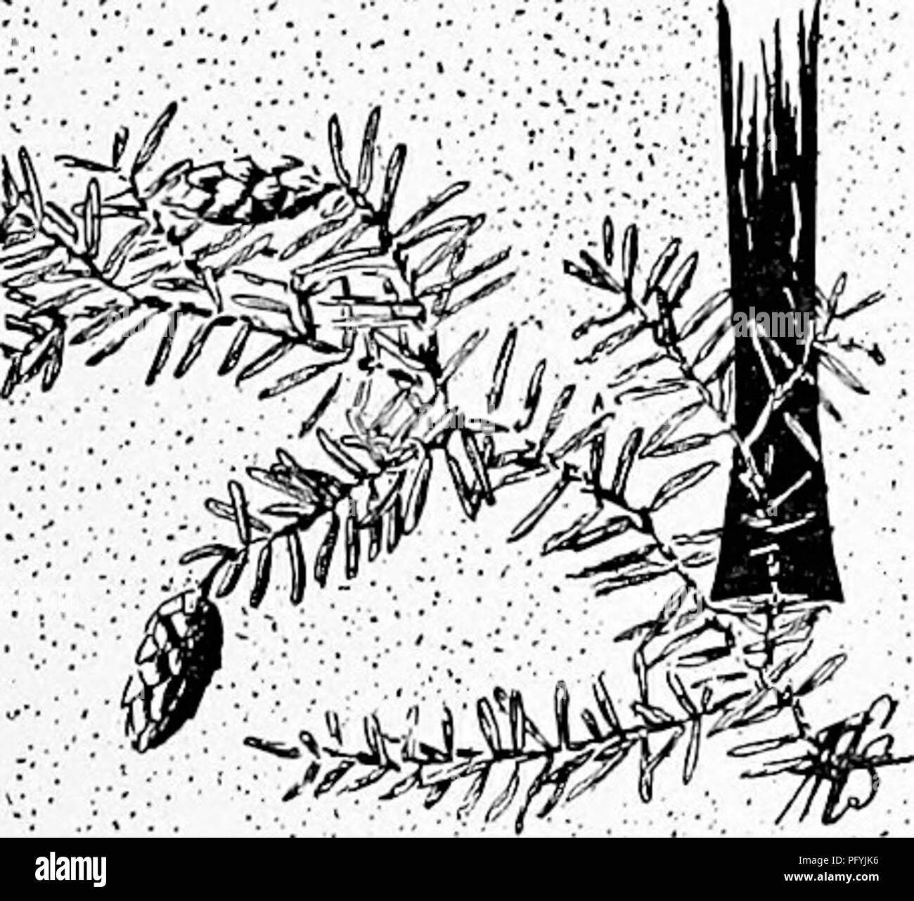 Glacier Trees - Western Hemlock Tree coloring page | Free Printable  Coloring Pages