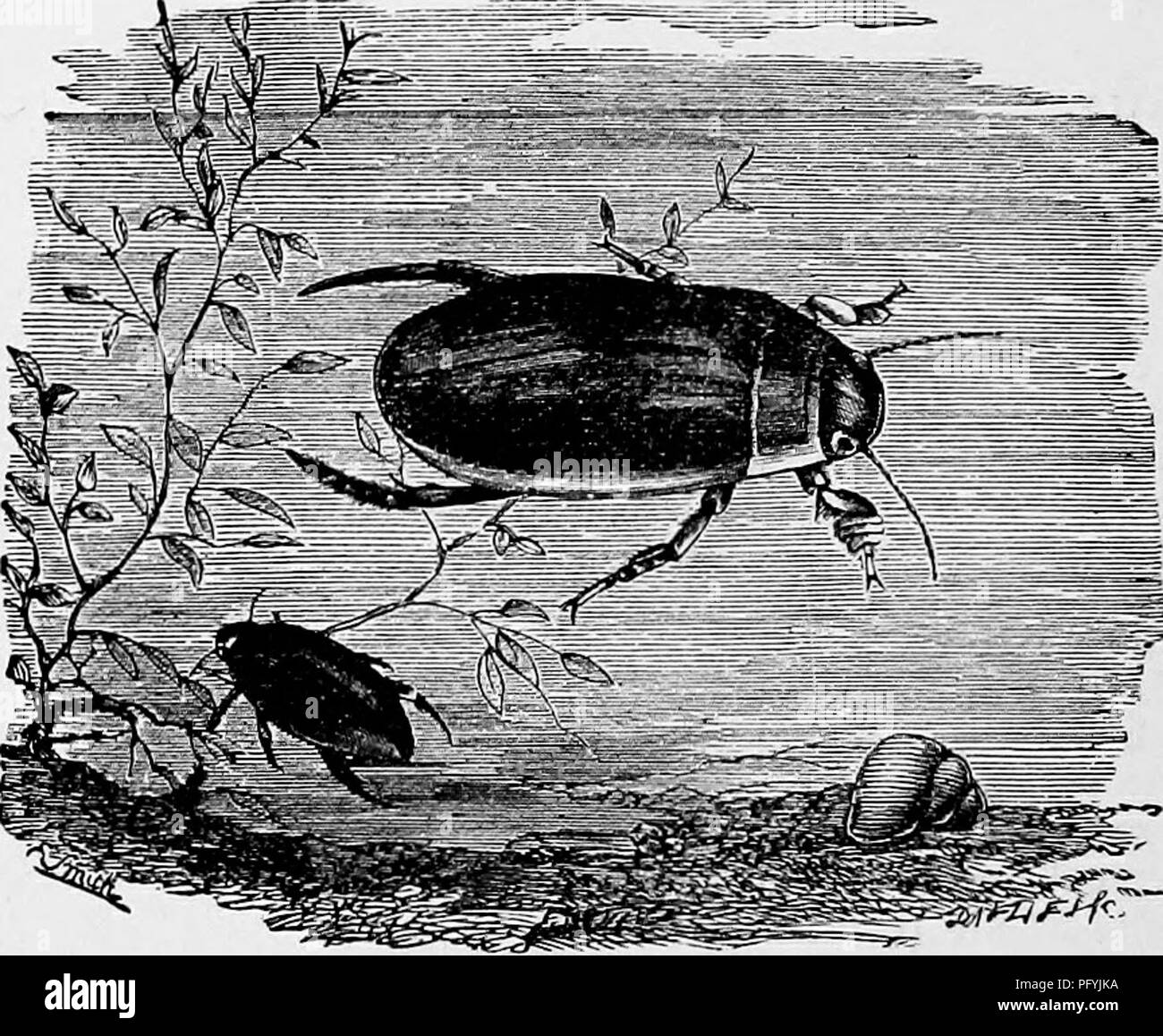 Hairy beetles Black and White Stock Photos & Images - Alamy