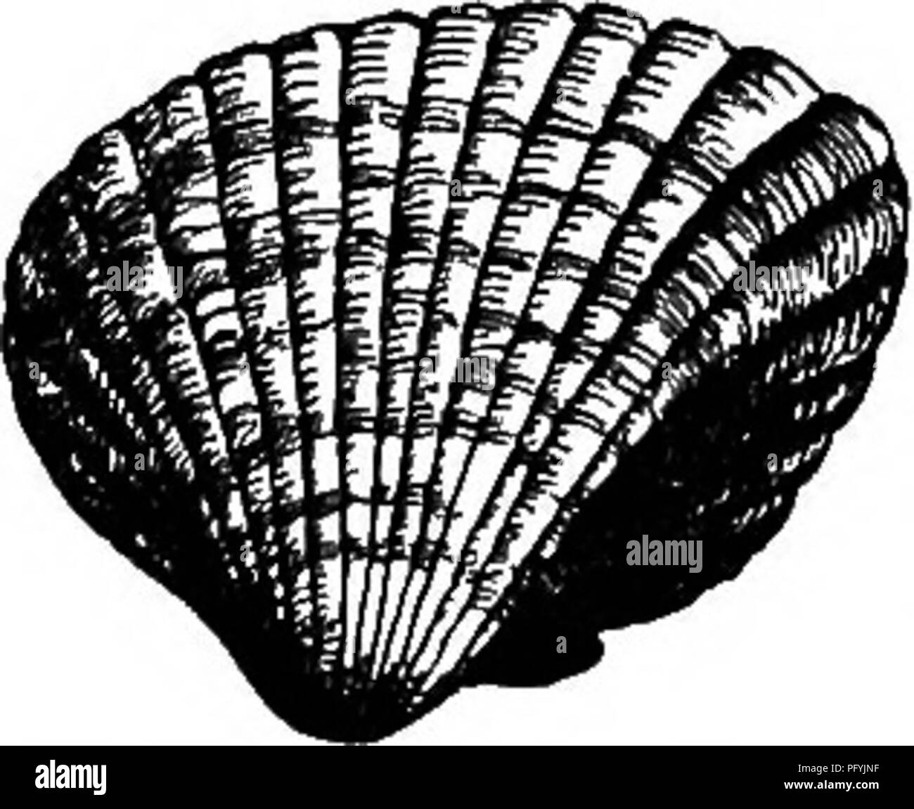 . The popular natural history . Zoology. 520 RAZOR-SHELLS. vast plantations, as they may be called, of these creatures have increased to such an extent, that they threaten to obliterate several useful bays for all maritime purposes. The family of the COCKLES, or Cardiadse, so called from their heart-like shipe, is well represented by the common Cockle {Cardium edule) of our British shores. Generally, the Cocicle is a marine animal ; but it sometimes prefers brackish water to the salt waves of the ocean. This mollusc frequents sandy bays, and remains about low-water mark, burying itself in the  Stock Photo