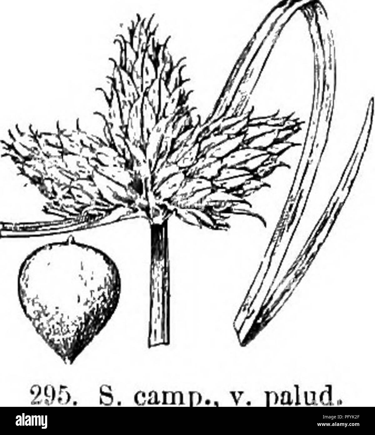 . Gray's new manual of botany. A handbook of the flowering plants and ferns of the central and northeastern United States and adjacent Canada. Botany. CYPERACEAE (SEDGE FAMILY) 193. palud. N. Y. Passing to Var. 1-2 cm. long, on mostly fays ; scales all pubescent, the awns soon recurved and/many times exceeding the cleft tip ; achene broadly to narrowly obovoid, compressed, flat on one side, convex or obtuse-angled on the other, short-pointed, shining ; the bristles unequal and deciduous or obsolete. {S. maritimus, in part. Am. authors.) — Brackish or salt marshes, Mass. to Fla. and Tex. July-S Stock Photo