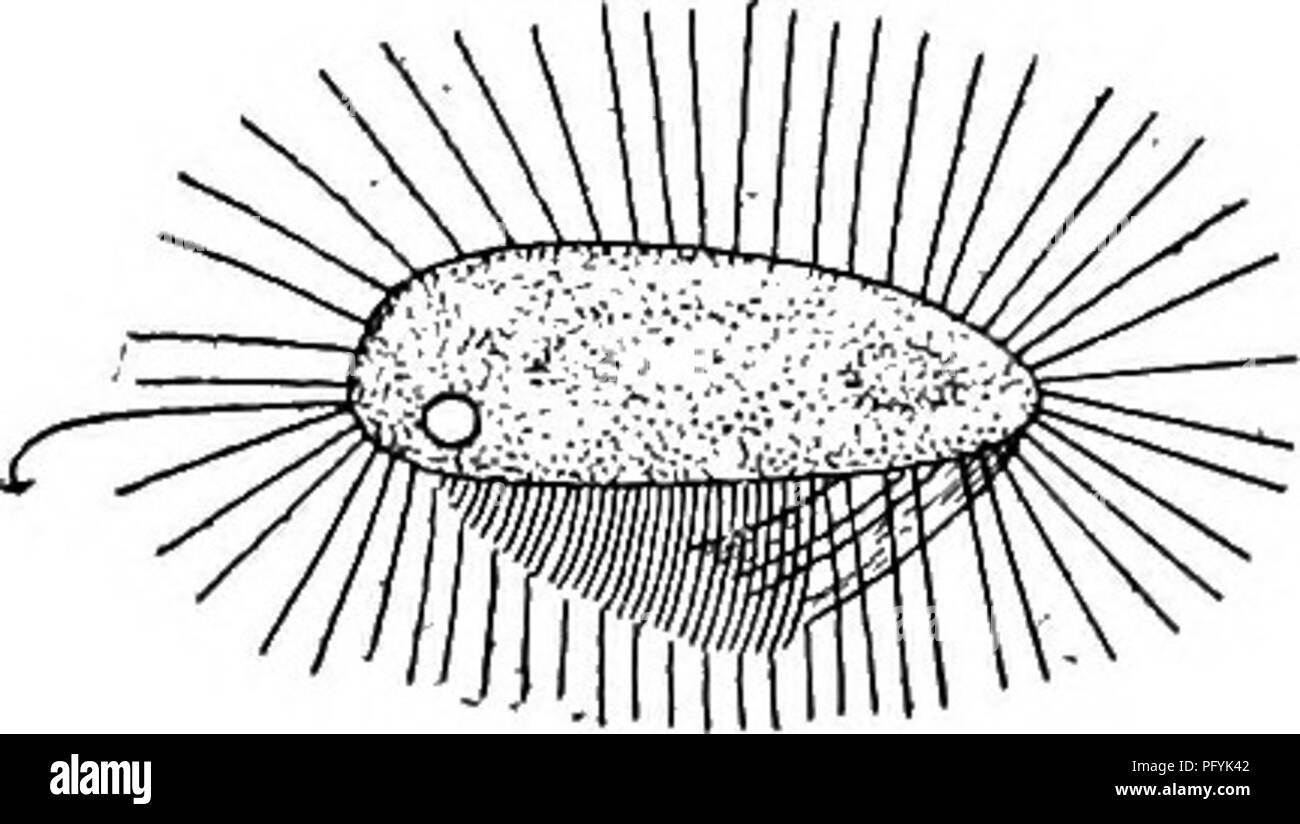 Habitat of the infusoria-shoe and features of its vital activity Habitat of the infusoria-shoe and features of its vital activity