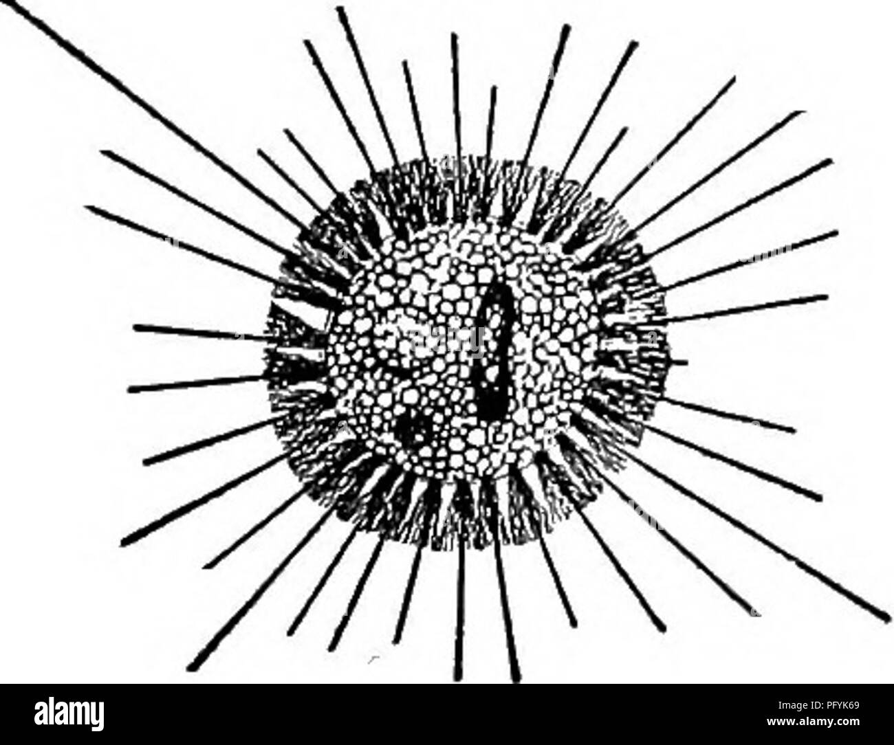 . Fresh-water biology. Freshwater biology. CDLIATE PROTOZOA (INFUSORIA.) 271 INFUSORIA I (208) Cilia present during all stages of existence. . Class Ciliata . 2 2(127) Body usually uniformly covered with cUia 3 3 (104) Cilia similar or slightly lengthened about the mouth; no adoral spiral zone Order Holotricha . 4 4 (59) Without an undulating membrane about the mouth. Mouth closed except when taking food. Suborder Gymnostomina . 5 5 (6) With a shell of numerous plates arranged in zones around the body. Cilia projecting between the plates. Coleps Nitzsch. Representative species. . Coleps hirtus Stock Photo